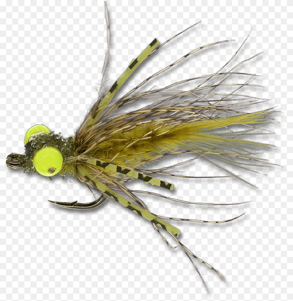 Insect, Ball, Sport, Tennis, Tennis Ball Free Png Download