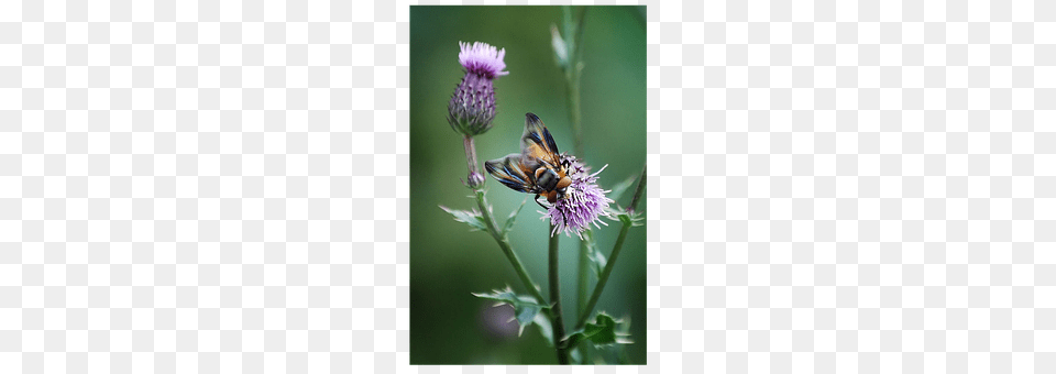 Insect Flower, Plant, Animal, Apidae Png