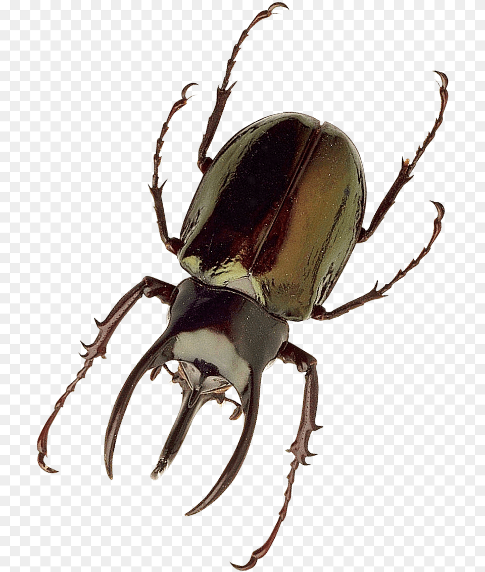 Insect, Animal, Invertebrate, Dung Beetle Png