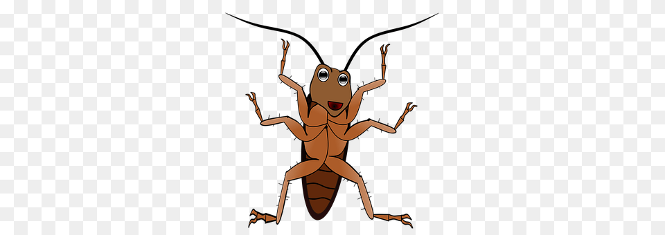 Insect Animal, Person Png