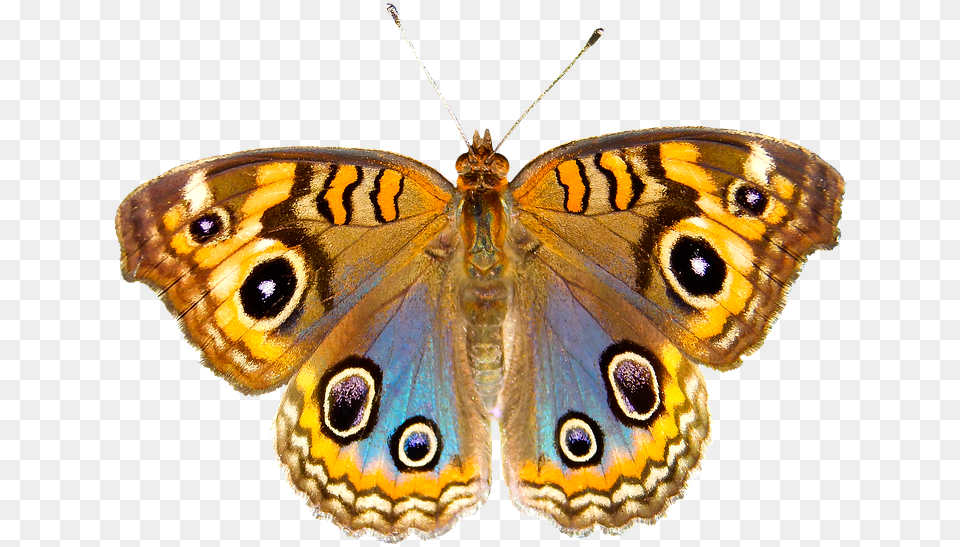 Insect, Animal, Butterfly, Invertebrate, Moth Free Transparent Png