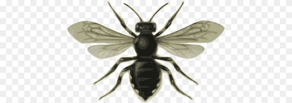 Insect Animal, Bee, Invertebrate, Wasp Free Transparent Png