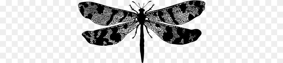 Insect, Gray Free Transparent Png