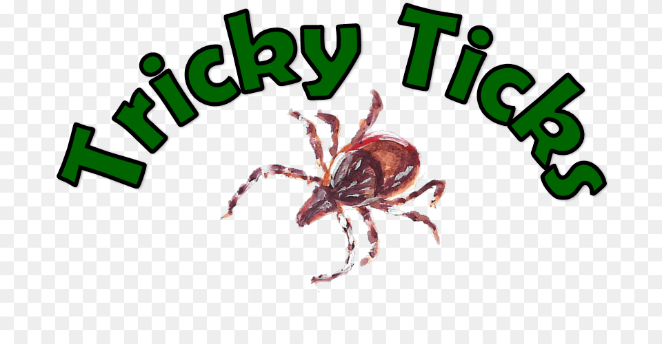 Insect, Animal, Invertebrate, Tick Png Image