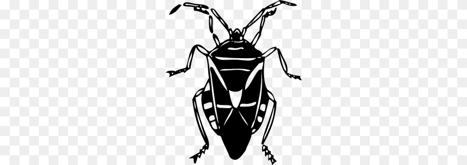 Insect Gray Png
