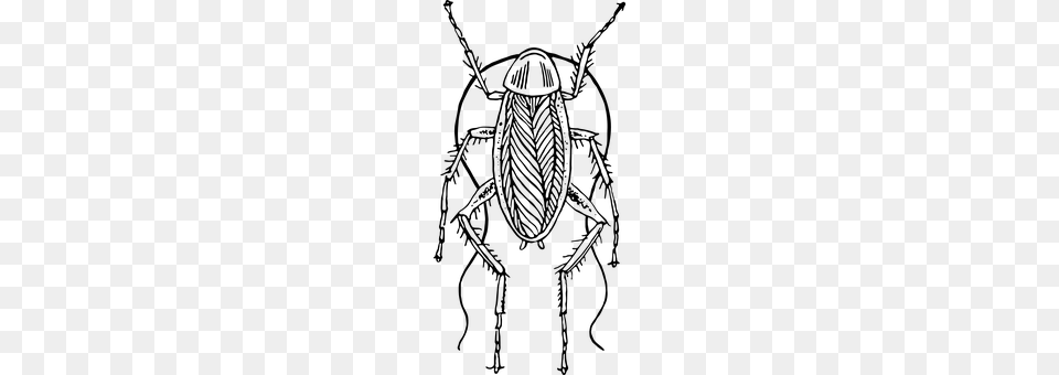 Insect Gray Free Transparent Png