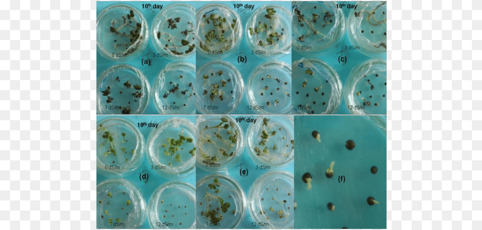 Insect, Dining Table, Furniture, Table Png