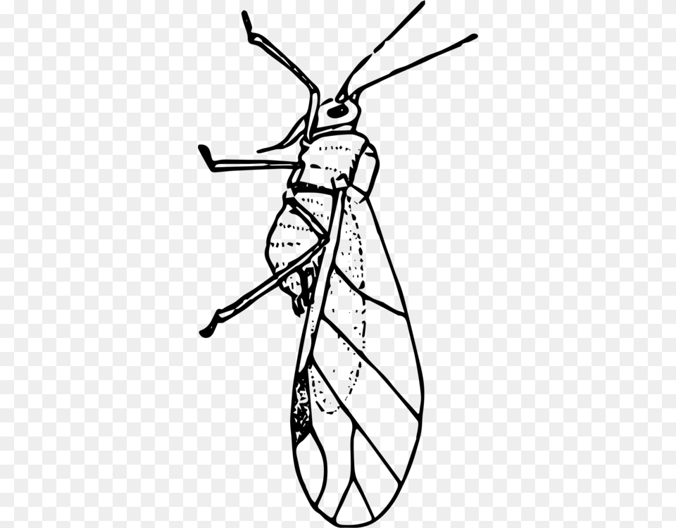 Insect Aphid Ladybird Beetle Line Art Drawing, Gray Png Image