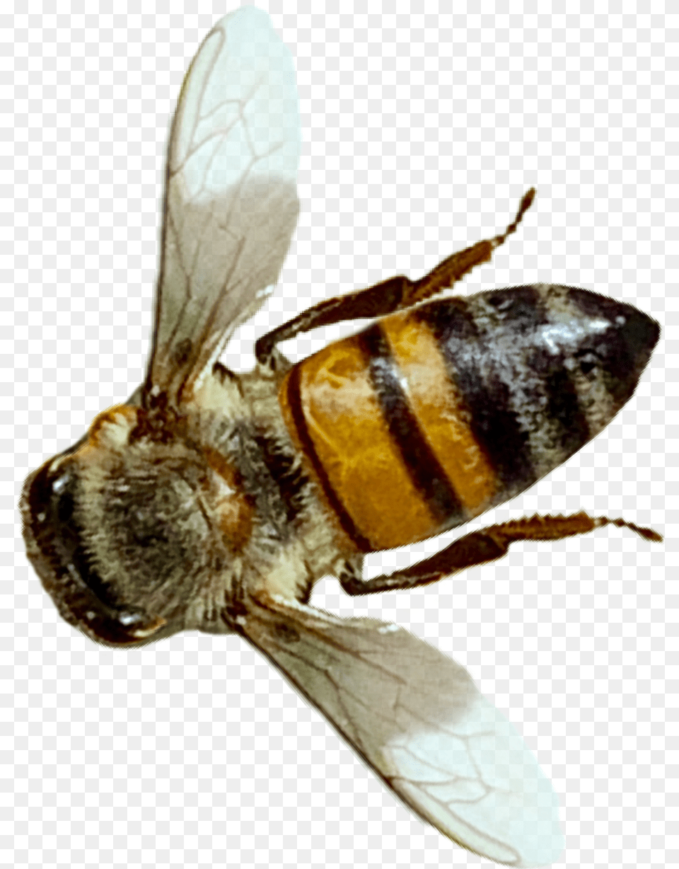 Insect Bee Honeybee Nature Realistic Op From The Net Winged Insects, Animal, Honey Bee, Invertebrate, Apidae Png Image