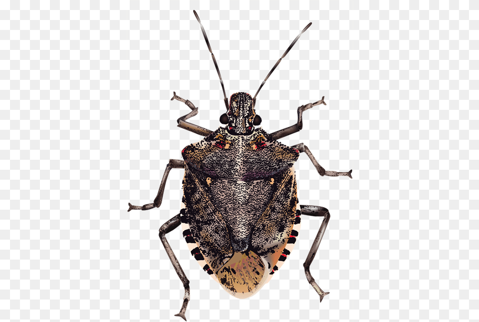 Insect Brown Marmorated Stink Bug True Bugs, Animal, Cricket Insect, Invertebrate Free Transparent Png