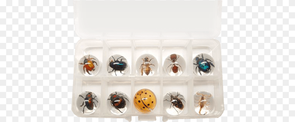 Insect Bug Marbles Lucite Treasures 10 Insect Sphere Set, Appliance, Refrigerator, Device, Electrical Device Free Transparent Png