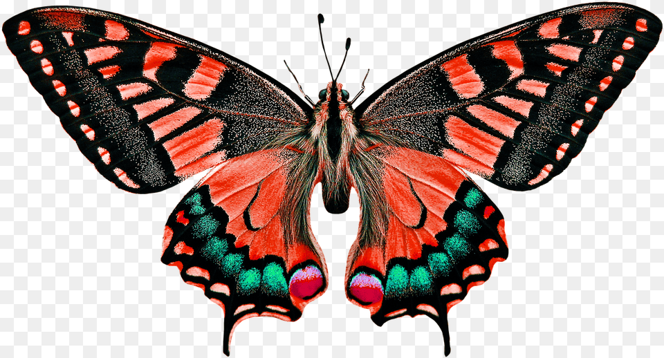 Insect Butterfly, Animal, Invertebrate Free Png Download