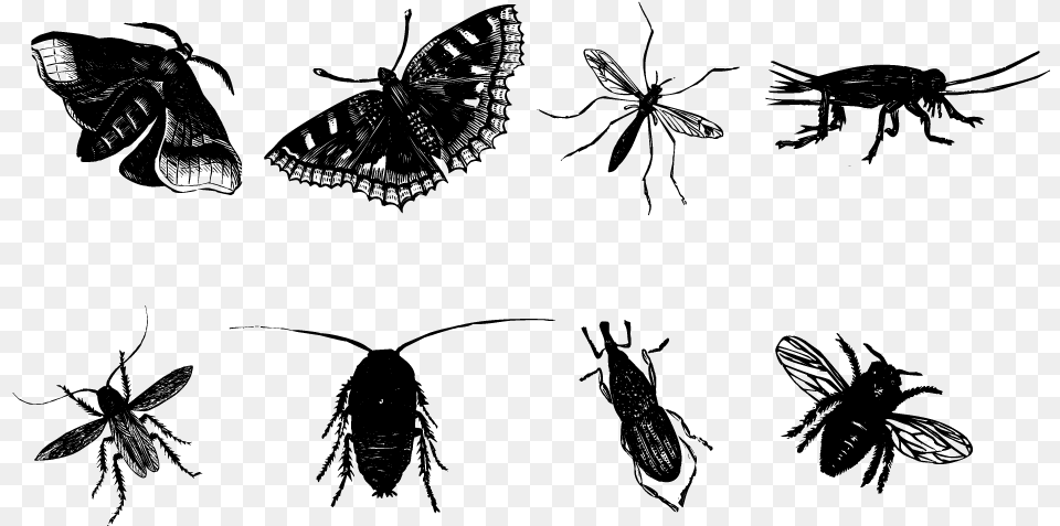 Insect Butterfly Mosquito Bee Insect Sketch, Gray Free Png