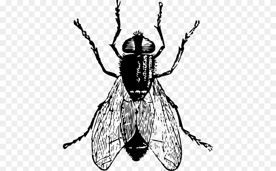 Insect Clip Art, Person, Animal, Bee, Invertebrate Png