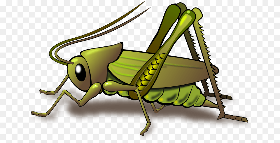 Insect Clipart, Animal, Grasshopper, Invertebrate Free Png Download