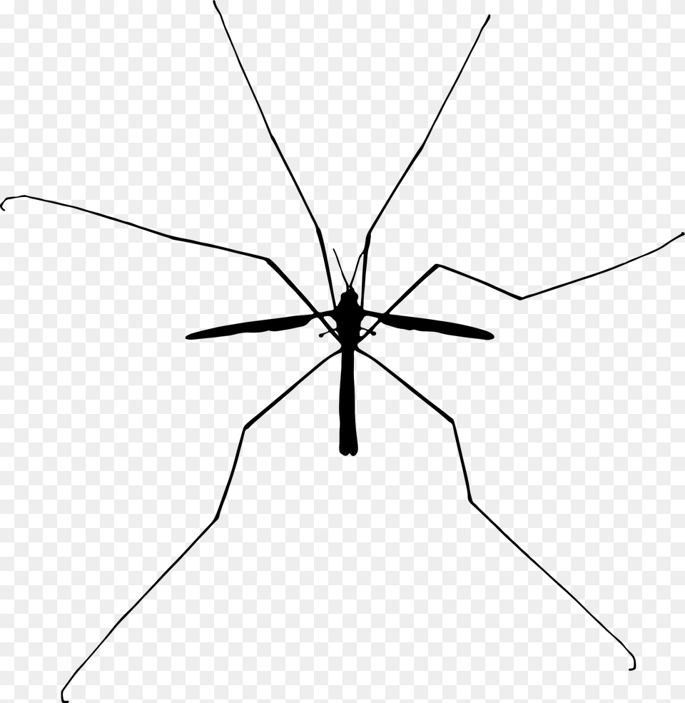 Insect Clipart, Animal, Invertebrate, Spider, Mosquito Free Png