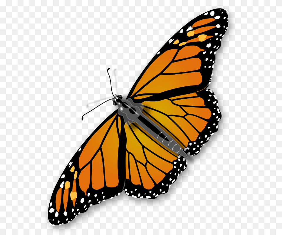 Insect Clipart Realistic, Animal, Butterfly, Invertebrate, Monarch Png Image