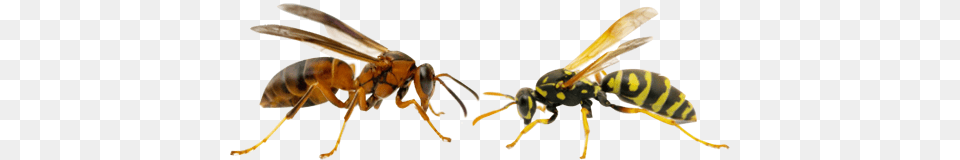 Insect Control Pittsburgh Pa Bee Wasp Removal Extermination, Animal, Invertebrate, Appliance, Ceiling Fan Png Image