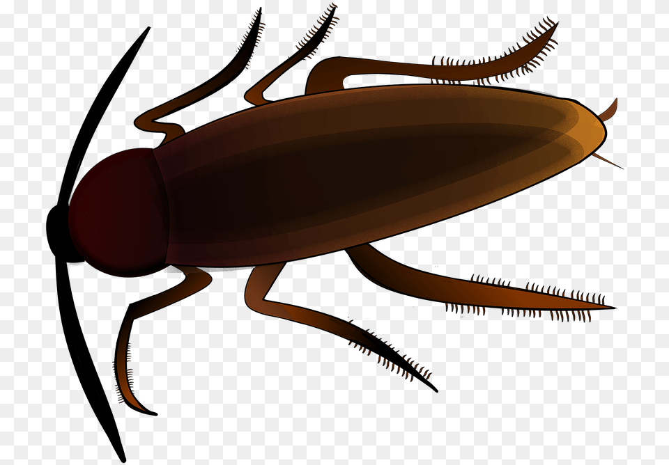 Insect Creepy Cockroach Scrape Beetle Vermin Clipart Kakerlake, Animal, Invertebrate Png Image