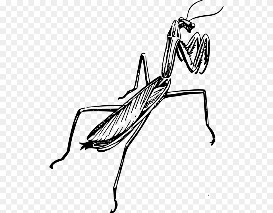 Insect European Mantis Drawing Line Art Praying Mantis Clipart Black And White, Gray Free Transparent Png