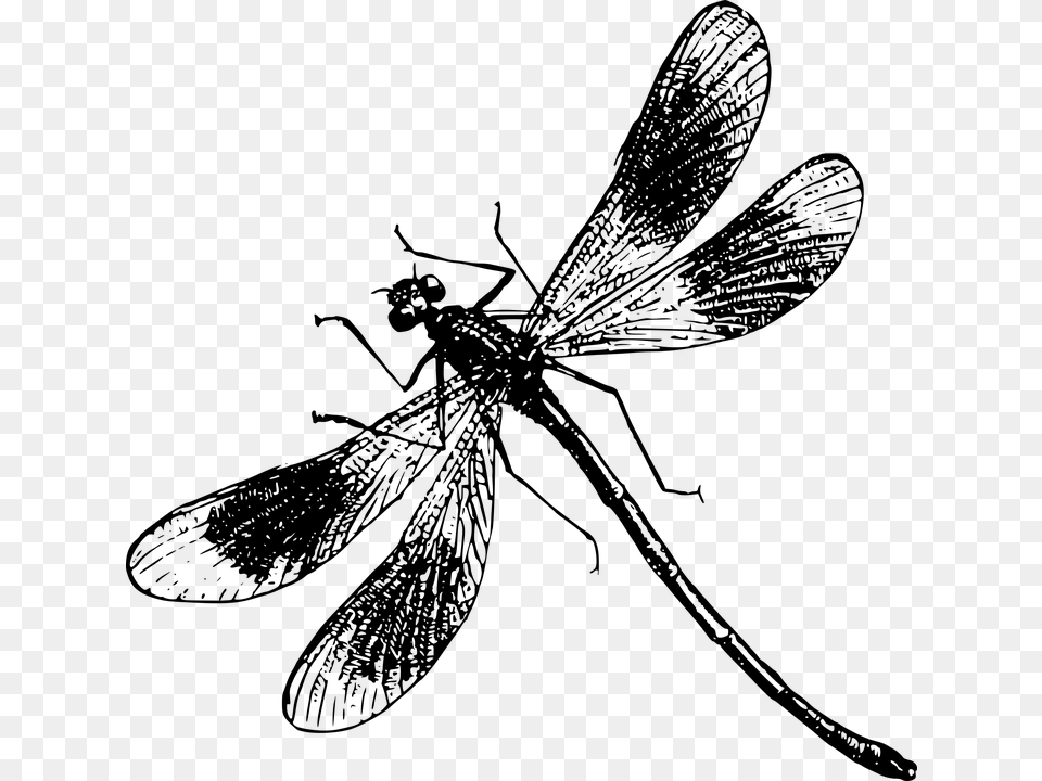 Insect Flies Black And White, Gray Free Png Download