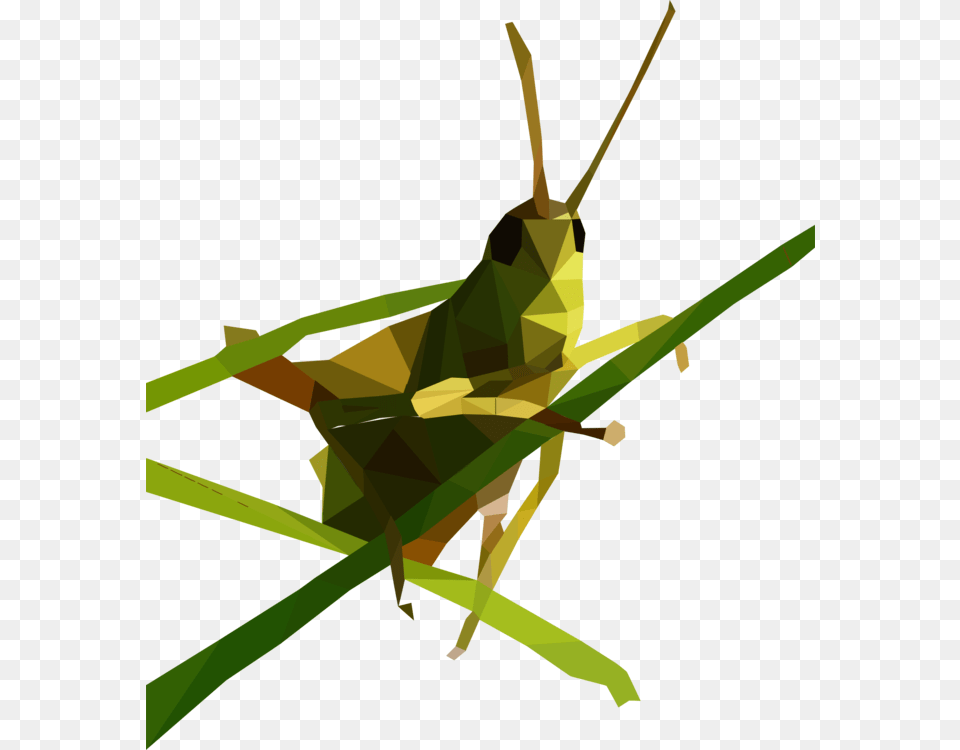 Insect Grasshopper Caelifera Locust Omocestus Viridulus Animal, Invertebrate, Person Free Png Download