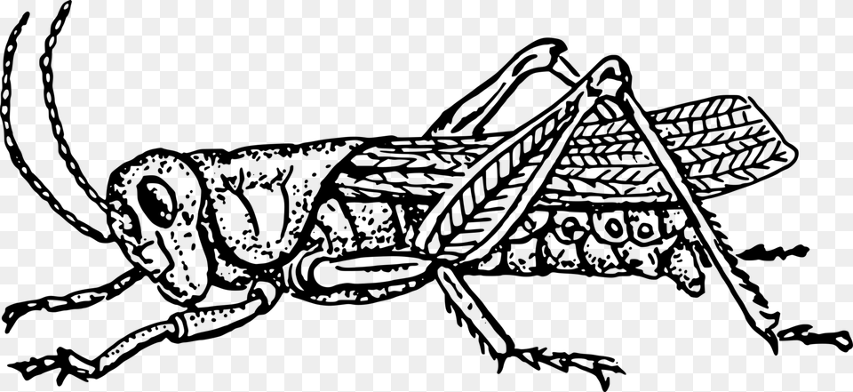 Insect Grasshopper Drawing Locust Cricket Grasshopper Black And White, Gray Free Transparent Png