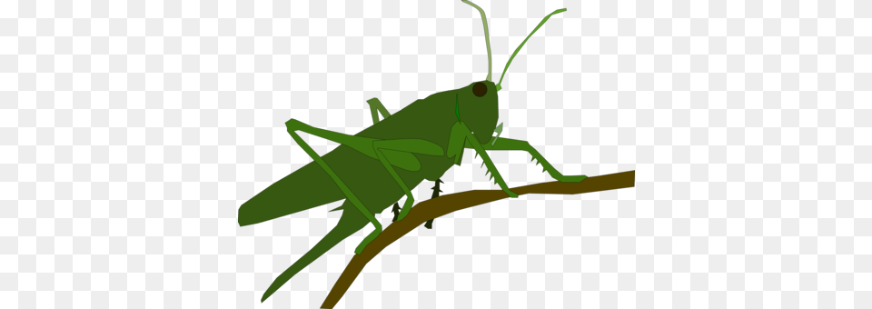 Insect Grasshopper Locust Caelifera Cartoon, Animal, Invertebrate, Bow, Weapon Free Png Download