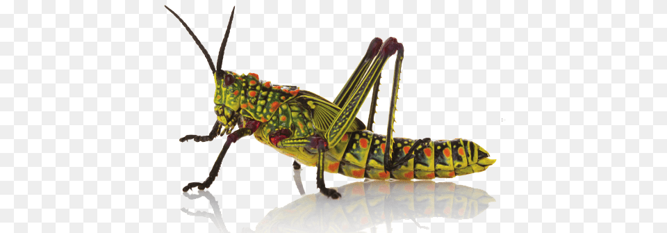 Insect Hd, Animal, Grasshopper, Invertebrate Png Image