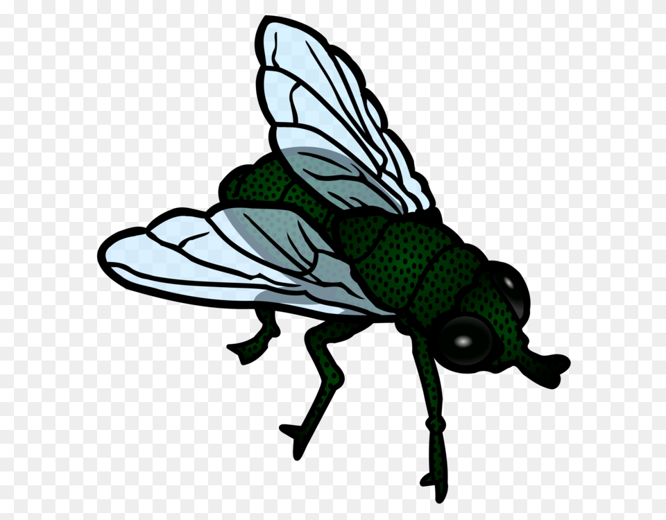Insect Housefly Flight, Animal, Fly, Invertebrate, Baby Png Image