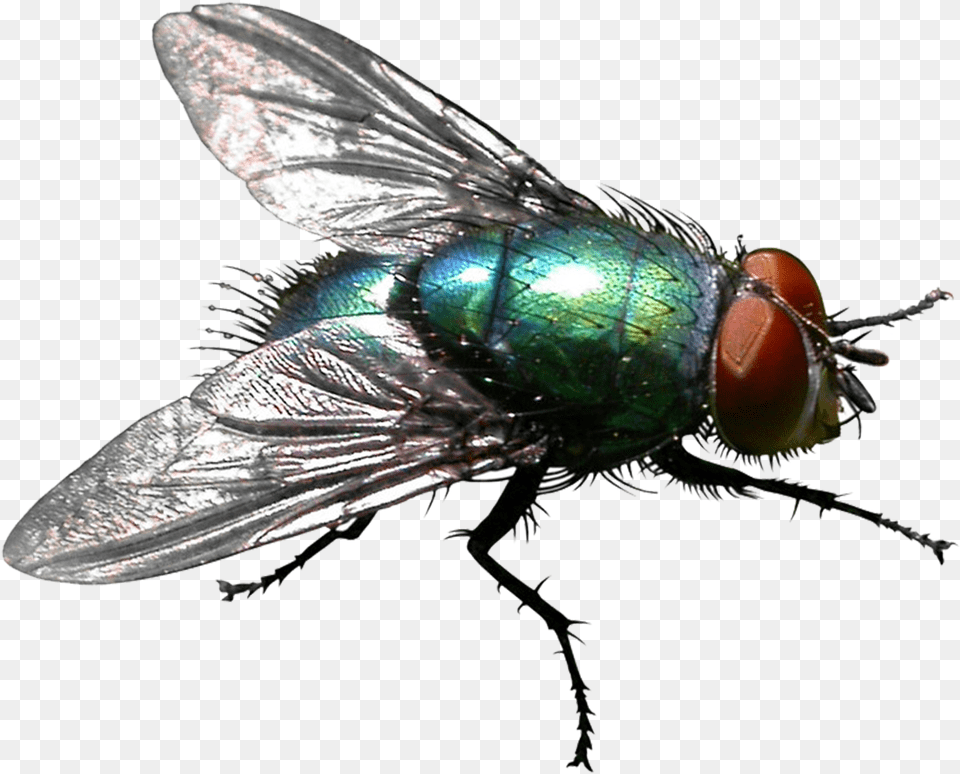 Insect Housefly Stable Fly Pest Control House Fly Transparent Background, Animal, Invertebrate Png Image