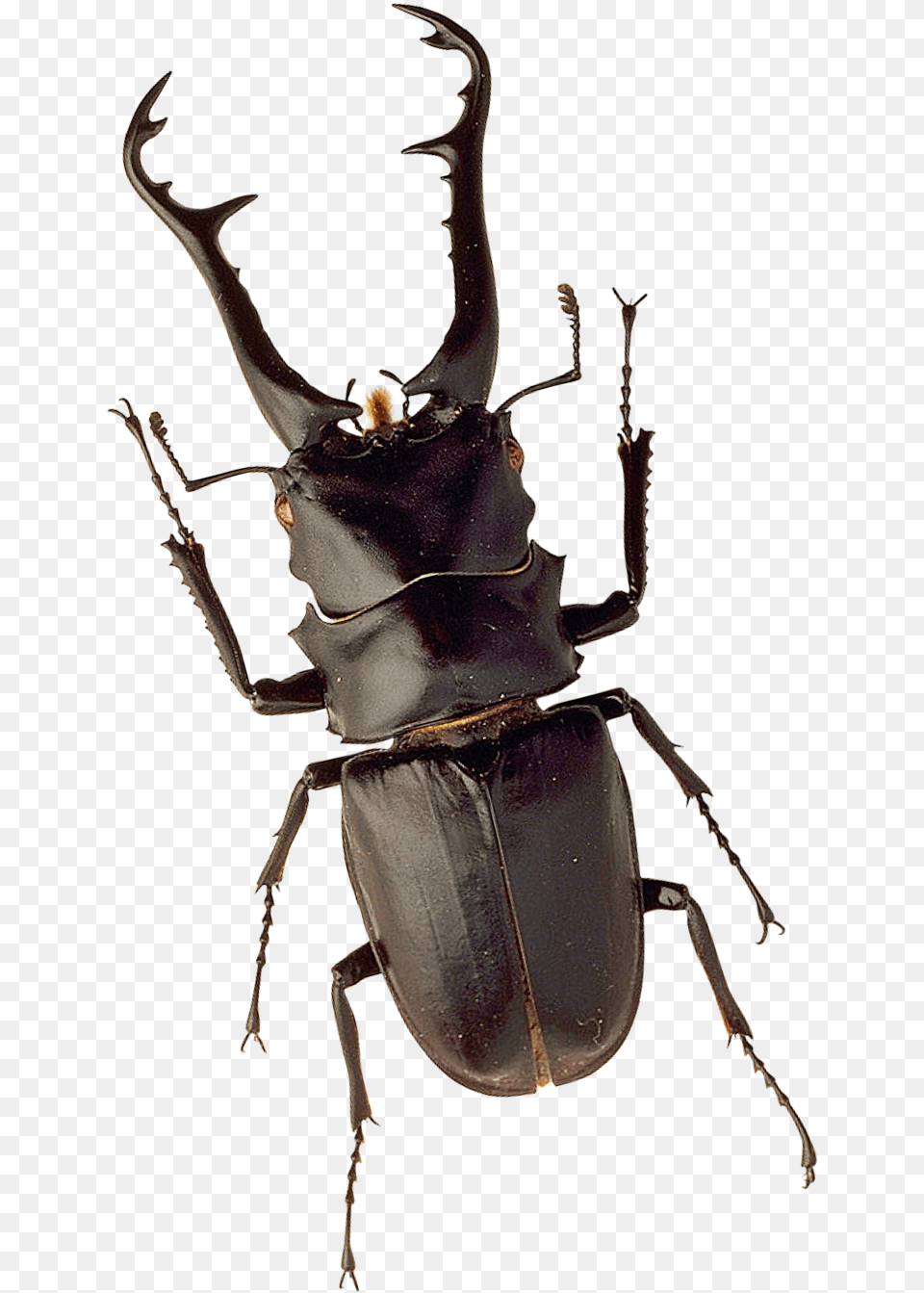 Insect Image, Animal, Invertebrate, Dung Beetle Free Transparent Png