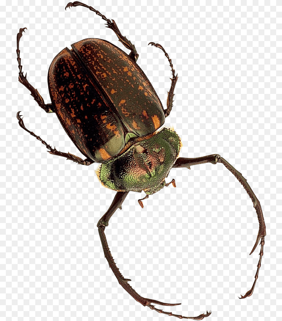 Insect Image Inesct, Animal, Invertebrate, Dung Beetle Free Png