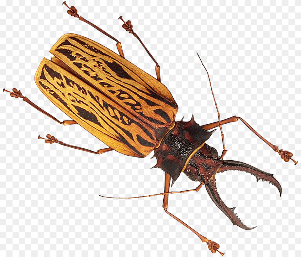 Insect Image Insect, Animal, Invertebrate Png