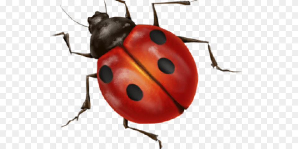 Insect Images No Background, Animal, Person Free Png