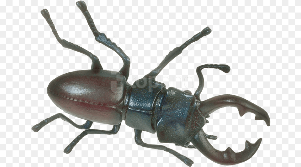 Insect Images Transparent Insect, Animal, Invertebrate Png Image