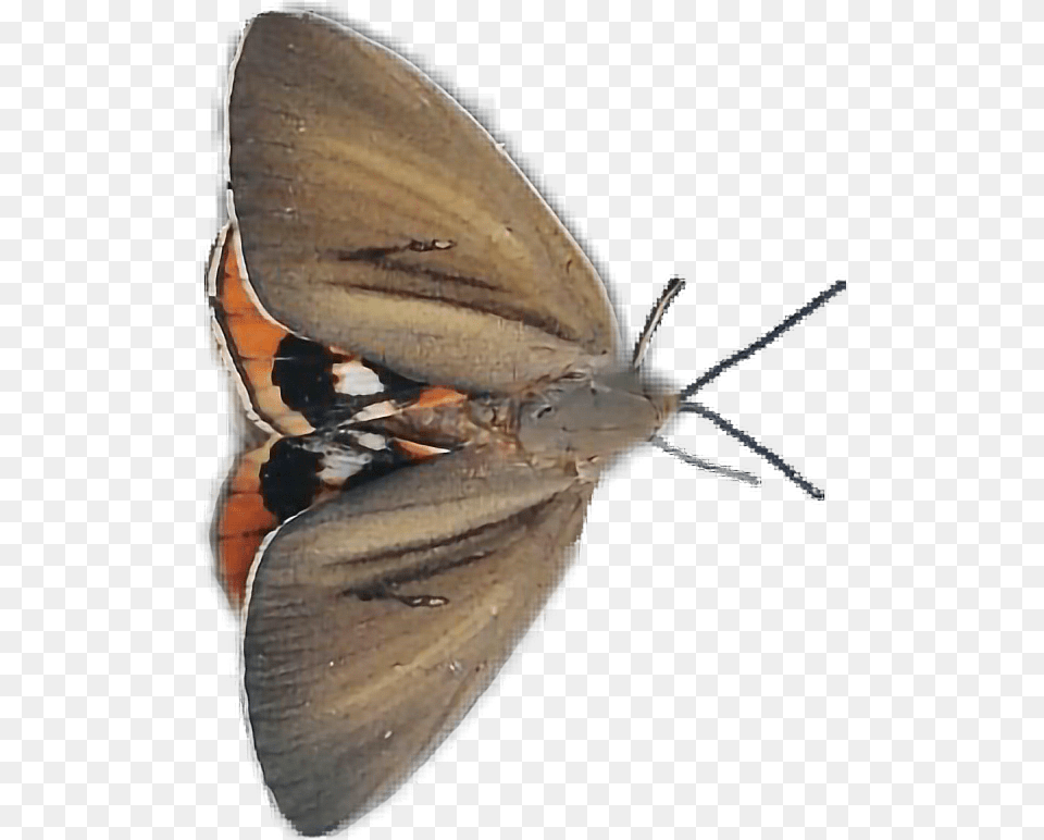 Insect Insectes Insecto Bicho Bichos Mariposa Net Winged Insects, Animal, Butterfly, Invertebrate, Moth Free Png