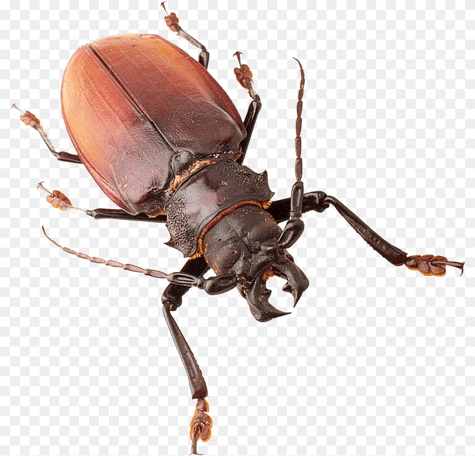 Insect Insects, Animal, Invertebrate Free Png Download
