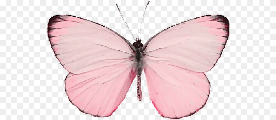 Insect Insects Animals Animal Fly Pink Paint Pastel Butterfly Transparent Background, Invertebrate, Appliance, Ceiling Fan, Device Free Png Download
