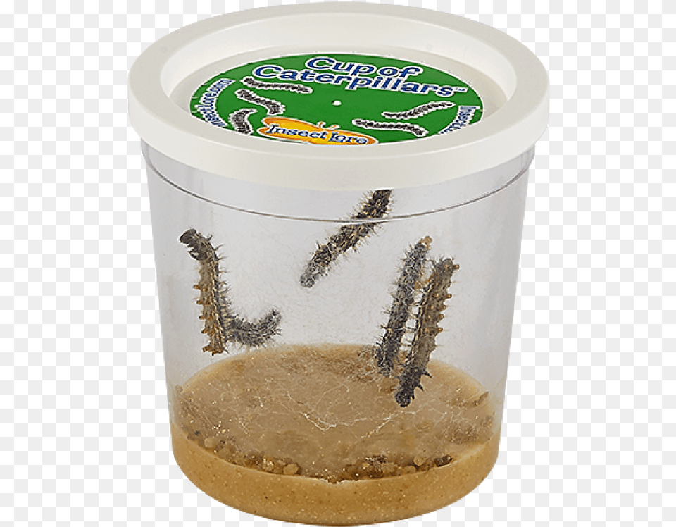 Insect Lore Live Cup Of Caterpillars With Butterfly, Animal, Invertebrate Free Png