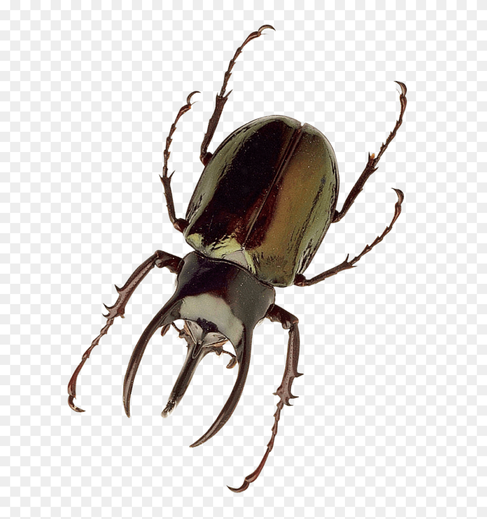 Insect Photo, Animal, Invertebrate Free Transparent Png