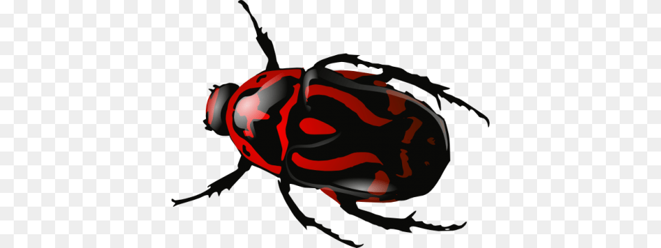 Insect Roach, Animal, Bee, Invertebrate, Wasp Free Transparent Png