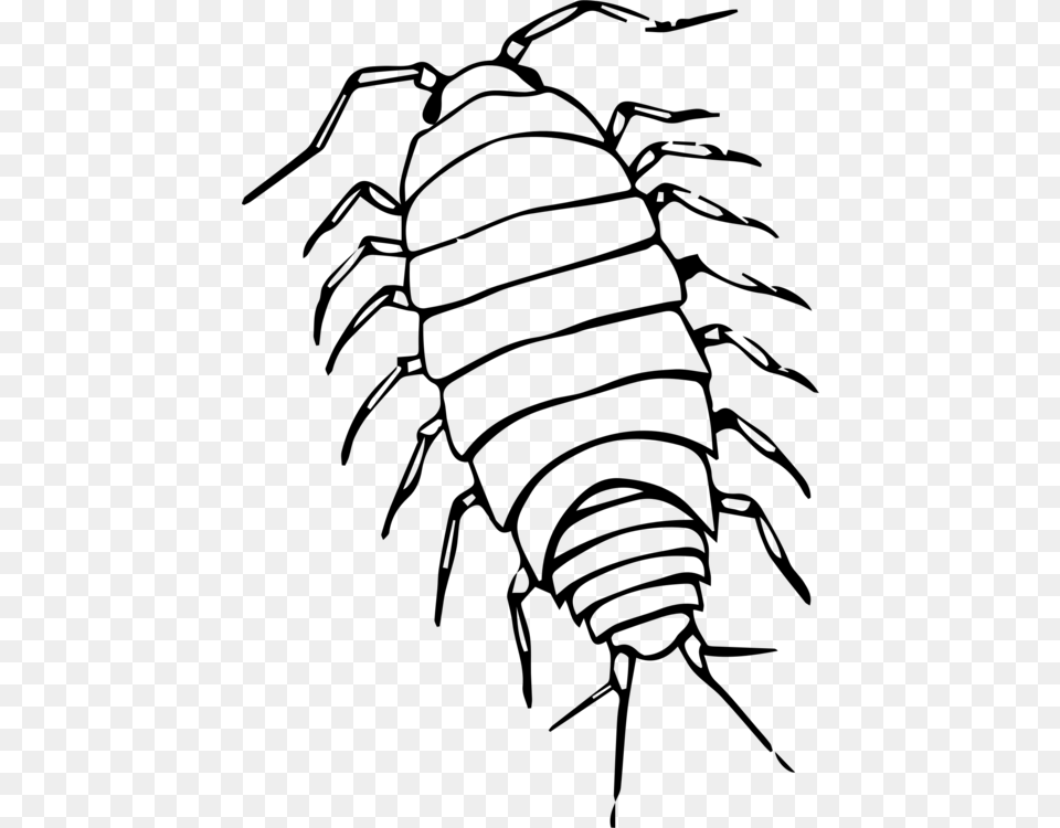 Insect Roly Poly Pill Bugs Giant Isopod Computer Icons Gray Free Png