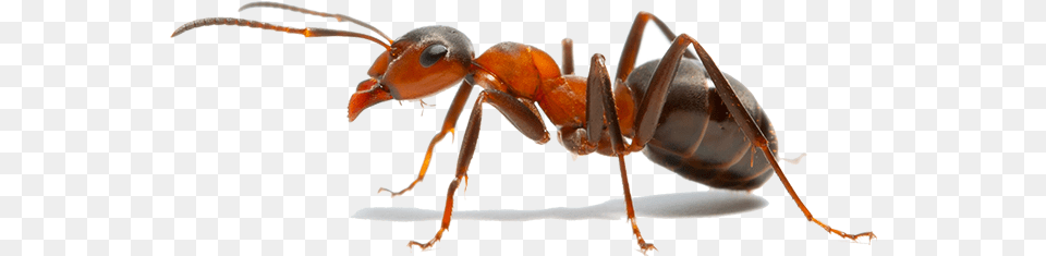 Insect The Ants Weaver Ant Fire Ant Insect, Animal, Invertebrate Free Transparent Png
