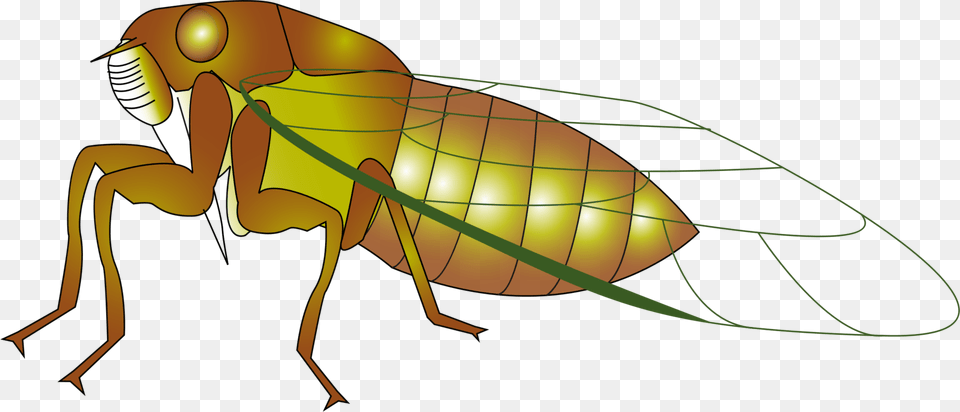 Insect The Cicada Cicadidae True Bugs Drawing, Animal Png