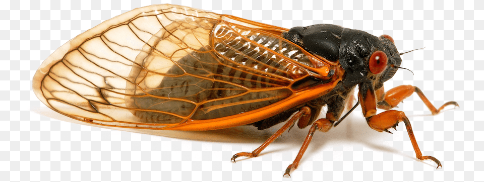 Insect Image Orange Cicada, Animal, Invertebrate Free Transparent Png