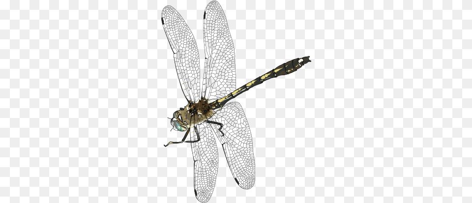 Insect Transparent Pngpix Dragonfly, Animal, Bow, Weapon, Invertebrate Png Image