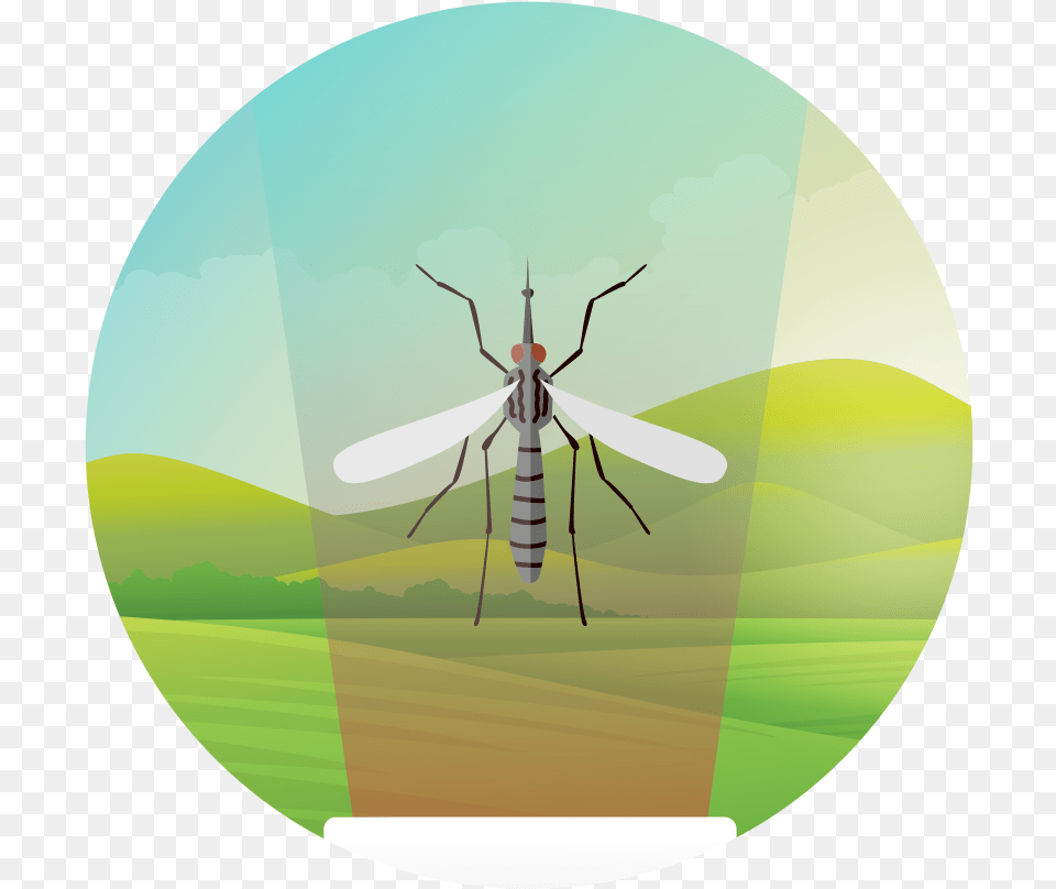 Insect Vectors Faunaphotonics Insects, Animal, Invertebrate, Mosquito, Bee Free Transparent Png