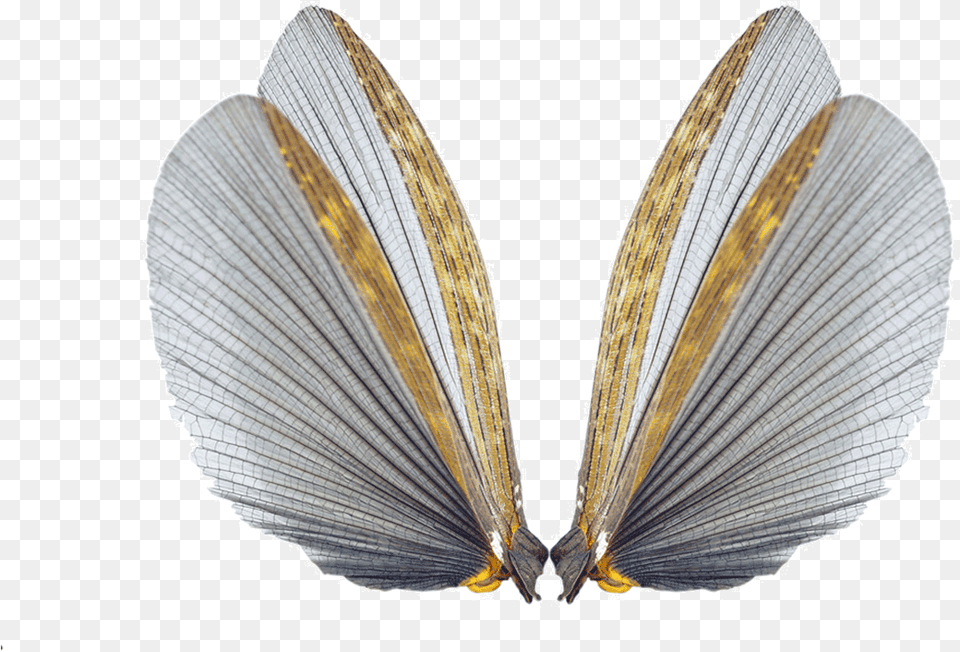 Insect Wings, Animal, Clam, Food, Invertebrate Png