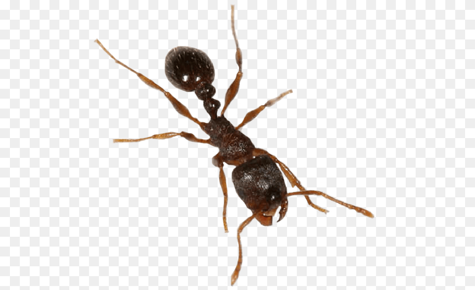 Insectpestcarpenter Ants With Background, Animal, Ant, Insect, Invertebrate Png